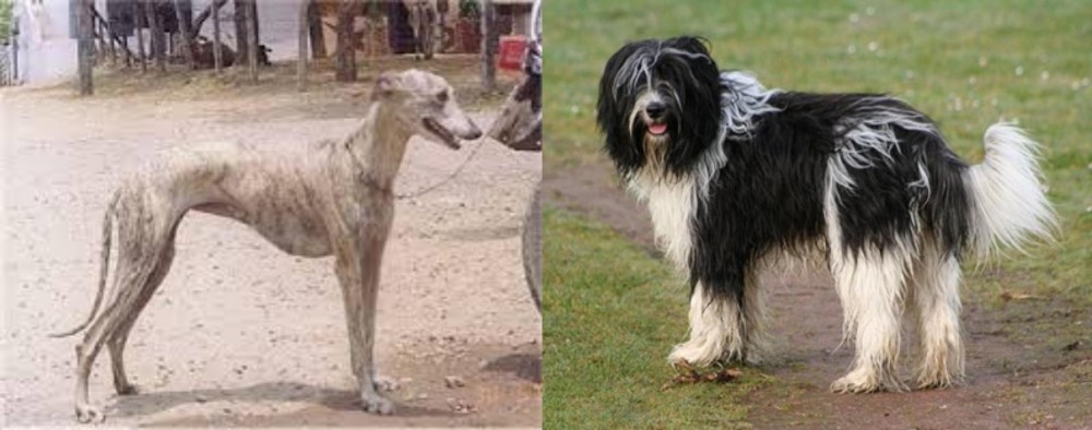 Schapendoes vs Rampur Greyhound - Breed Comparison