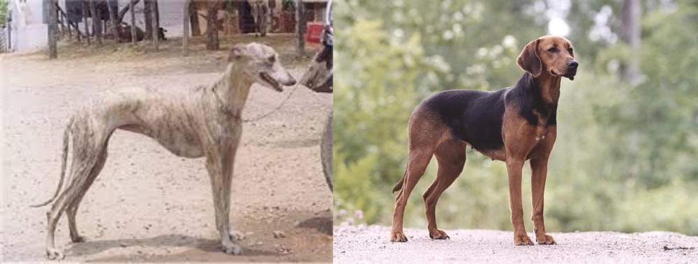 Schillerstovare vs Rampur Greyhound - Breed Comparison