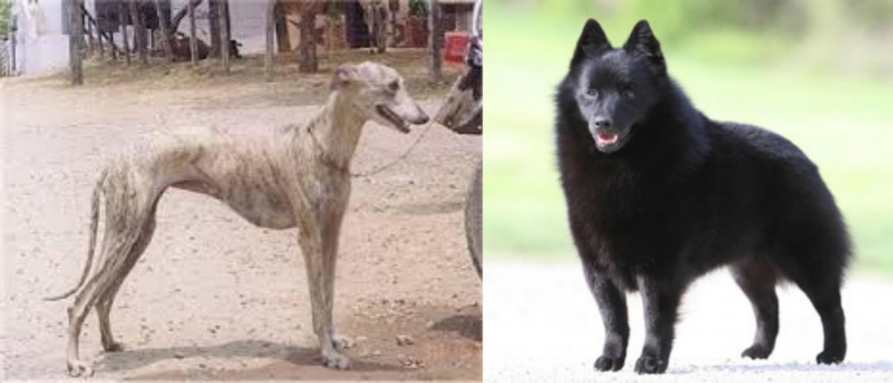 Schipperke vs Rampur Greyhound - Breed Comparison