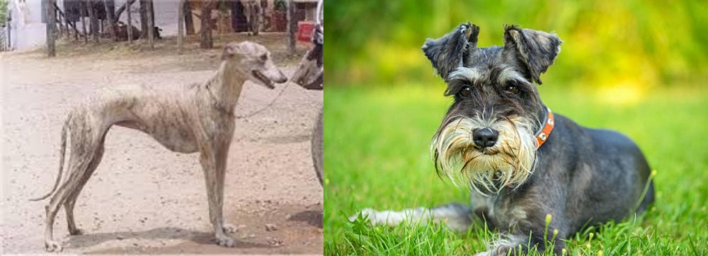 Schnauzer vs Rampur Greyhound - Breed Comparison