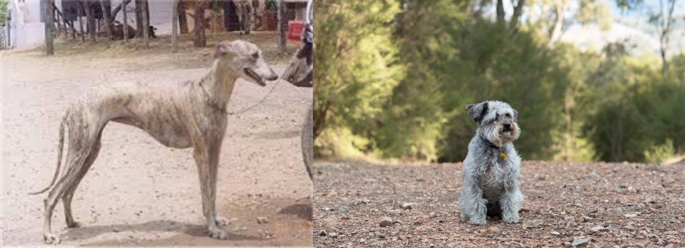 Schnoodle vs Rampur Greyhound - Breed Comparison