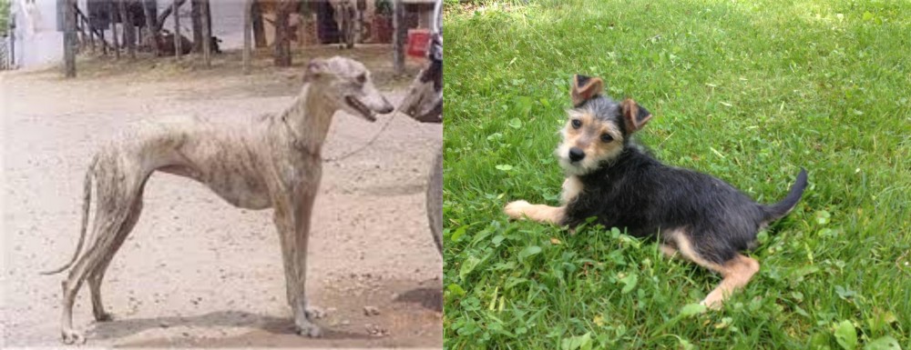 Schnorkie vs Rampur Greyhound - Breed Comparison