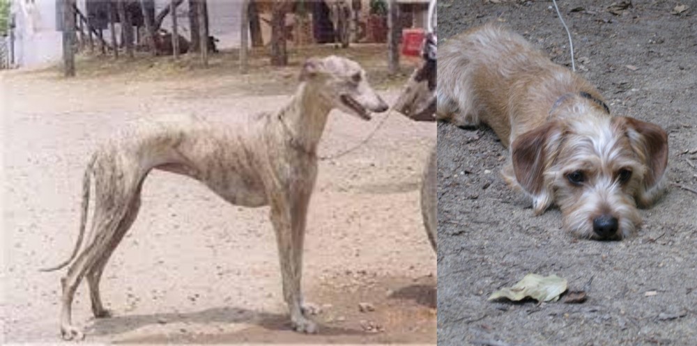 Schweenie vs Rampur Greyhound - Breed Comparison
