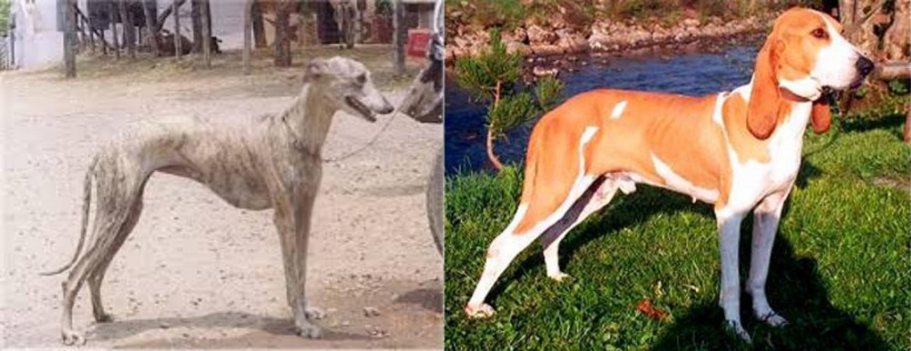 Schweizer Laufhund vs Rampur Greyhound - Breed Comparison