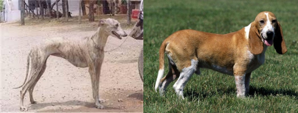 Schweizer Niederlaufhund vs Rampur Greyhound - Breed Comparison