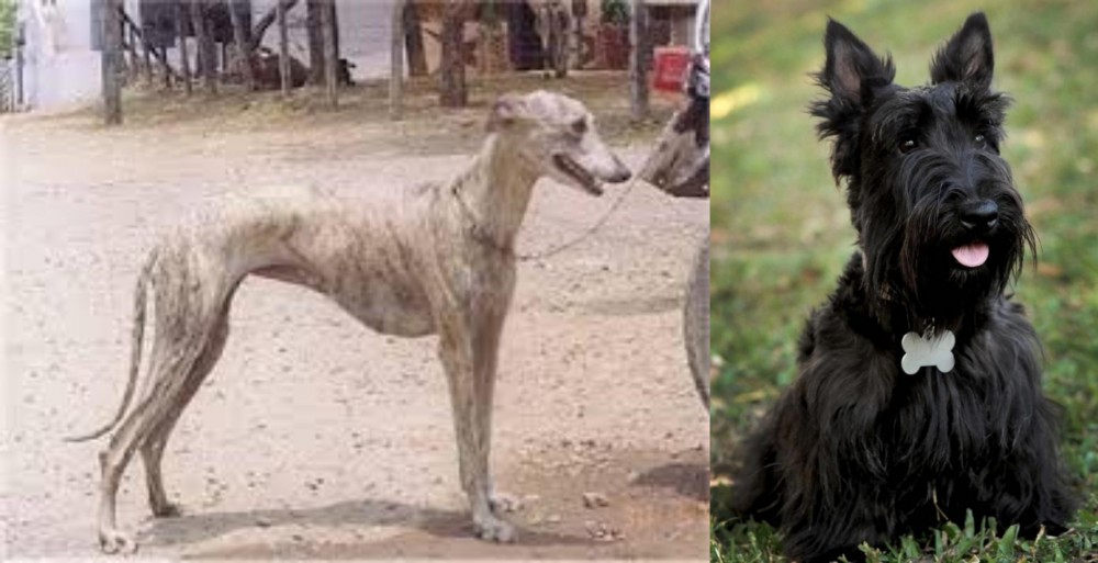 Scoland Terrier vs Rampur Greyhound - Breed Comparison