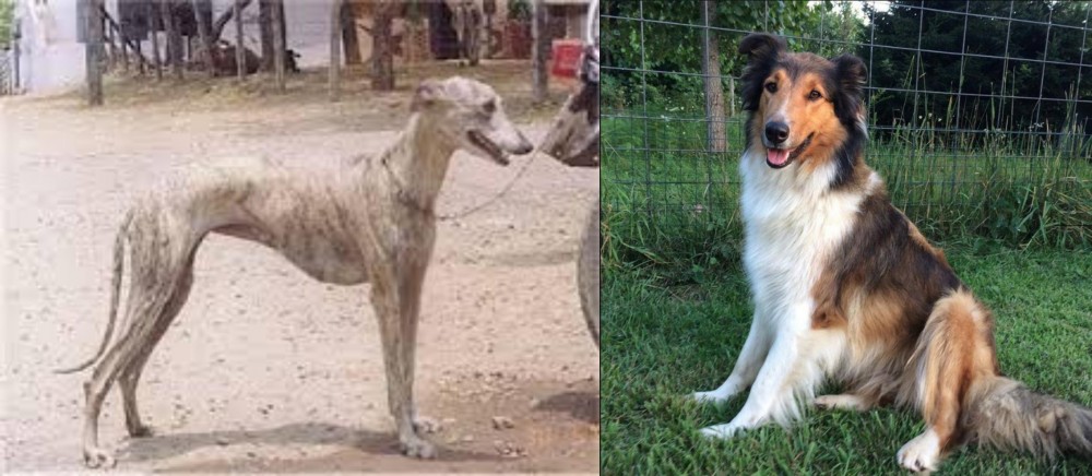 Scotch Collie vs Rampur Greyhound - Breed Comparison