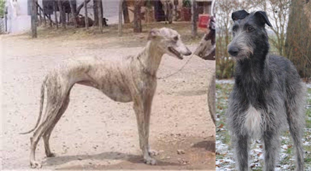 Scottish Deerhound vs Rampur Greyhound - Breed Comparison