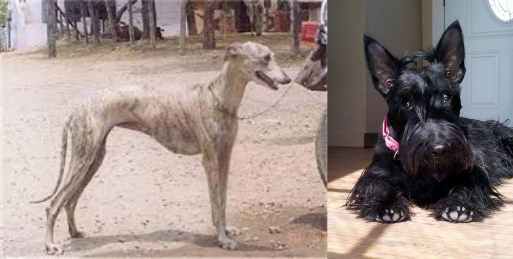 Scottish Terrier vs Rampur Greyhound - Breed Comparison
