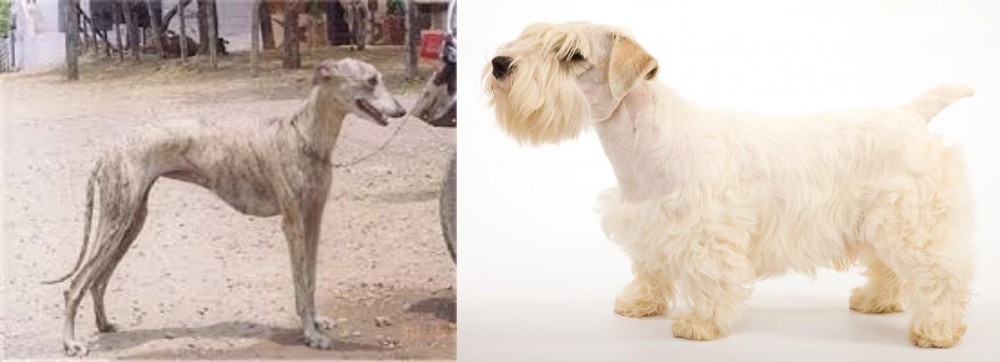 Sealyham Terrier vs Rampur Greyhound - Breed Comparison