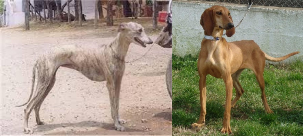 Segugio Italiano vs Rampur Greyhound - Breed Comparison