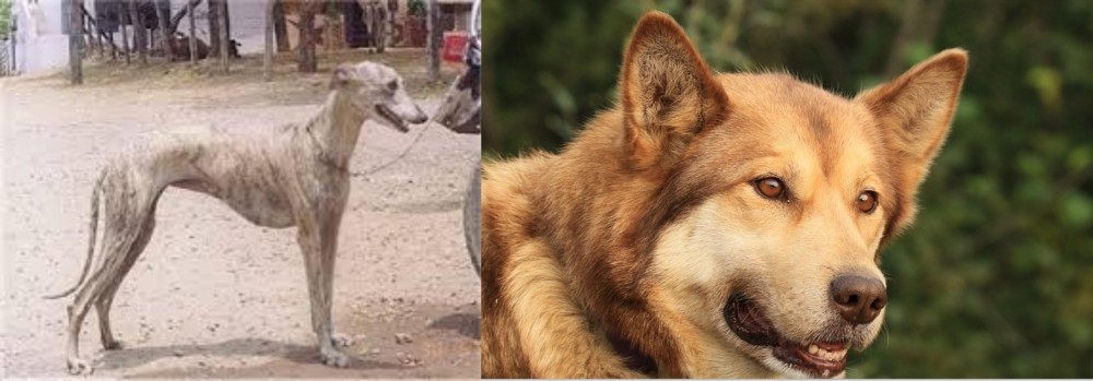 Seppala Siberian Sleddog vs Rampur Greyhound - Breed Comparison