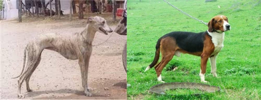Serbian Tricolour Hound vs Rampur Greyhound - Breed Comparison