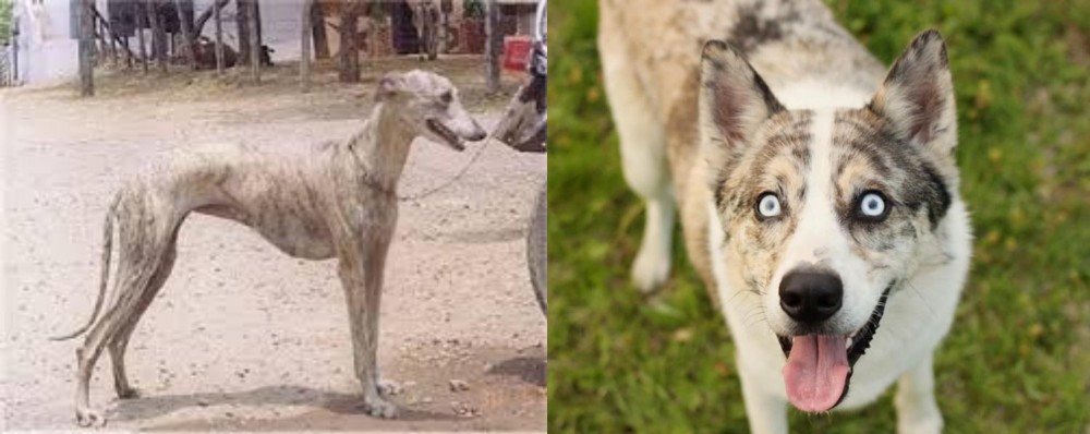 Shepherd Husky vs Rampur Greyhound - Breed Comparison