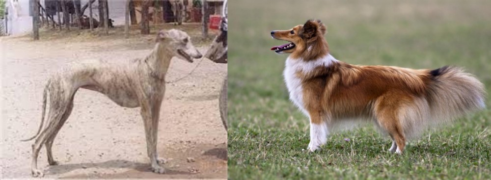 Shetland Sheepdog vs Rampur Greyhound - Breed Comparison