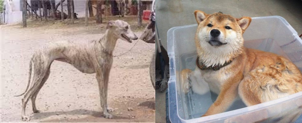 Shiba Inu vs Rampur Greyhound - Breed Comparison