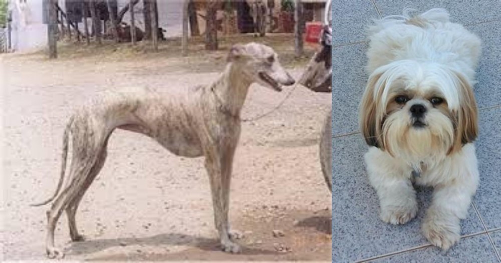 Shih Tzu vs Rampur Greyhound - Breed Comparison