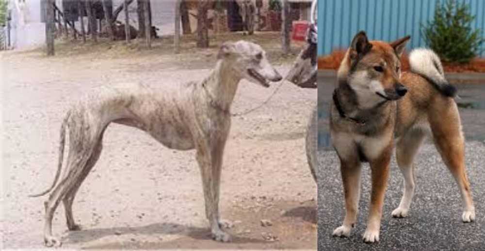 Shikoku vs Rampur Greyhound - Breed Comparison