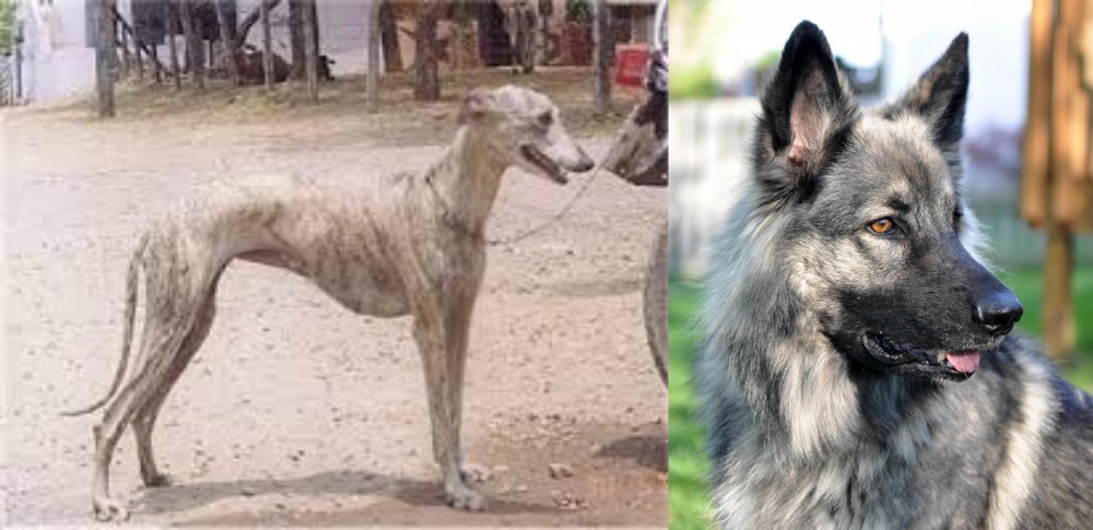 Shiloh Shepherd vs Rampur Greyhound - Breed Comparison