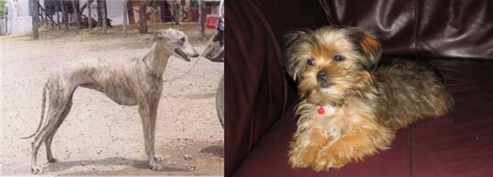 Shorkie vs Rampur Greyhound - Breed Comparison