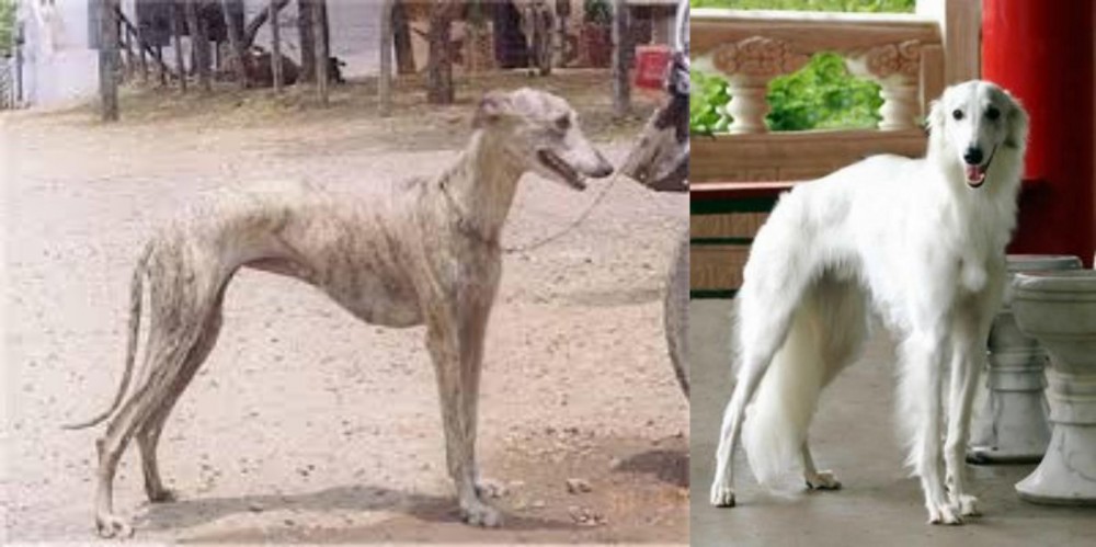 Silken Windhound vs Rampur Greyhound - Breed Comparison