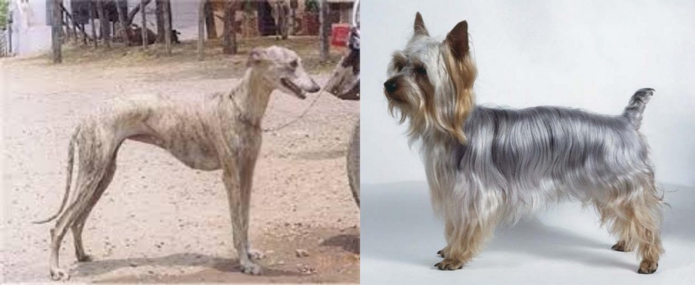 Silky Terrier vs Rampur Greyhound - Breed Comparison