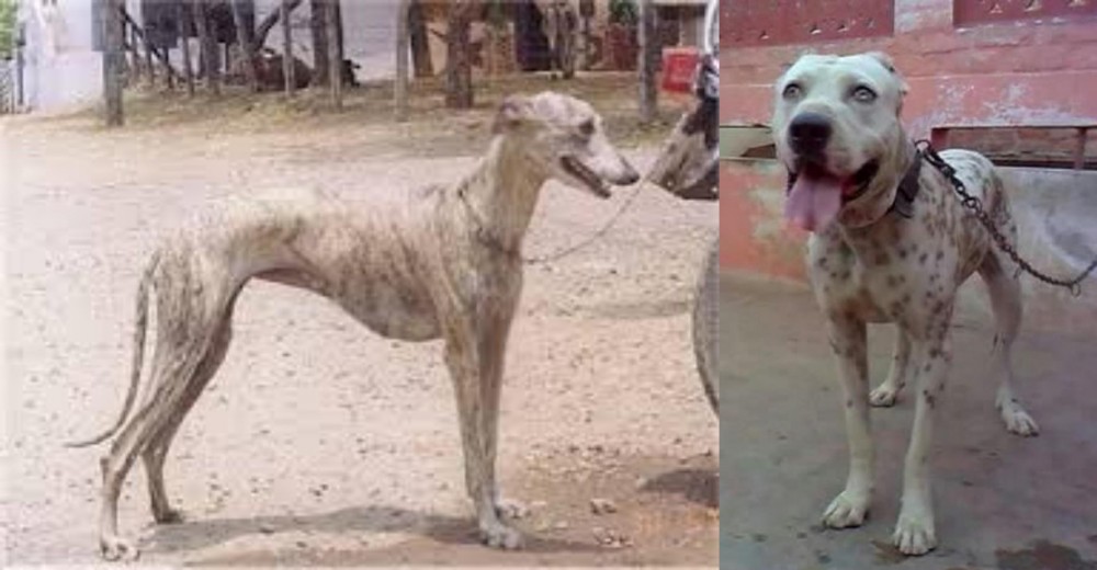 Sindh Mastiff vs Rampur Greyhound - Breed Comparison