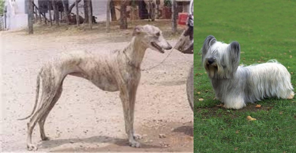 Skye Terrier vs Rampur Greyhound - Breed Comparison