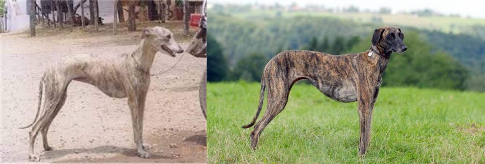 Sloughi vs Rampur Greyhound - Breed Comparison