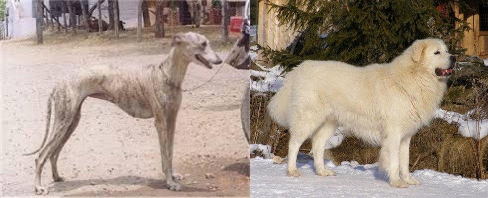 Slovak Cuvac vs Rampur Greyhound - Breed Comparison
