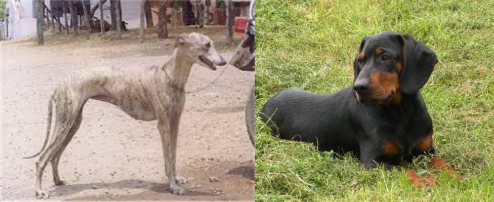 Slovakian Hound vs Rampur Greyhound - Breed Comparison