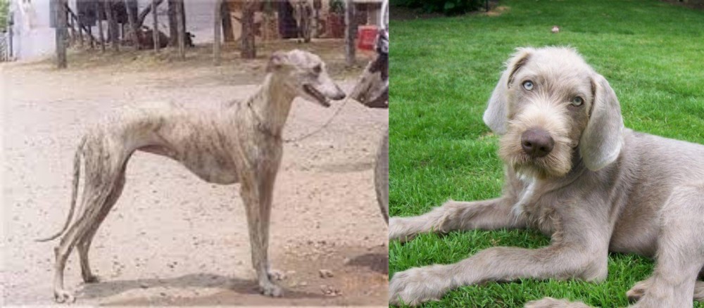 Slovakian Rough Haired Pointer vs Rampur Greyhound - Breed Comparison