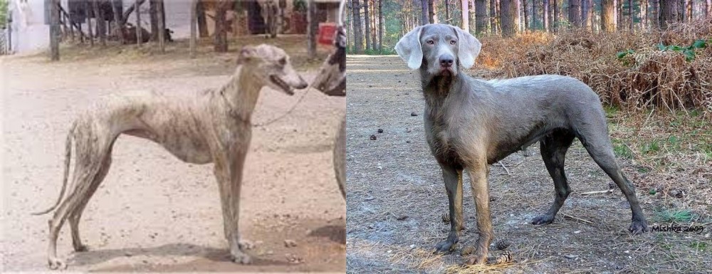 Slovensky Hrubosrsty Stavac vs Rampur Greyhound - Breed Comparison