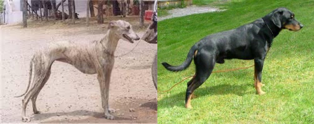 Smalandsstovare vs Rampur Greyhound - Breed Comparison