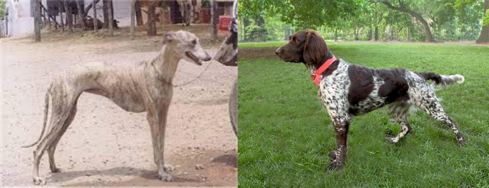 Small Munsterlander vs Rampur Greyhound - Breed Comparison