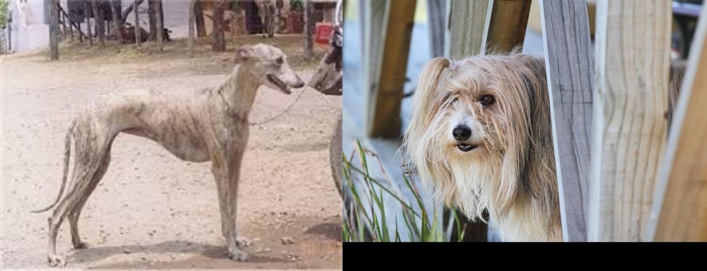 Smithfield vs Rampur Greyhound - Breed Comparison