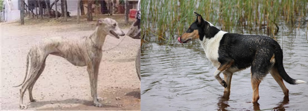 Smooth Collie vs Rampur Greyhound - Breed Comparison