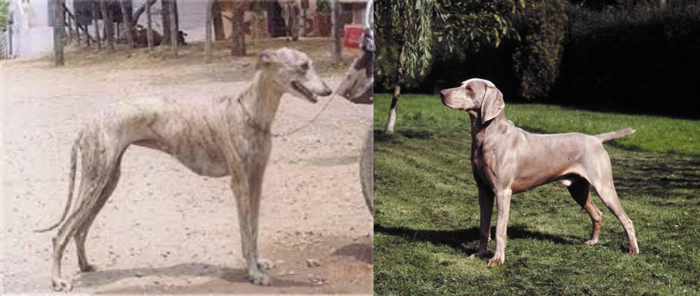 Smooth Haired Weimaraner vs Rampur Greyhound - Breed Comparison