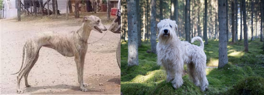 Soft-Coated Wheaten Terrier vs Rampur Greyhound - Breed Comparison