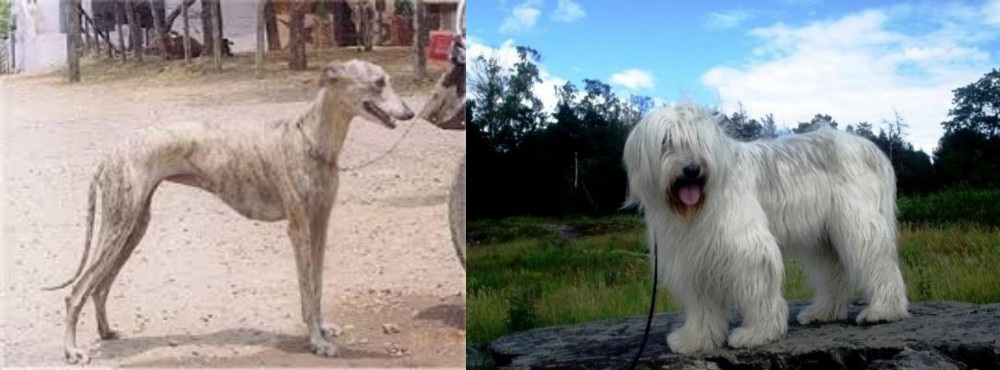 South Russian Ovcharka vs Rampur Greyhound - Breed Comparison