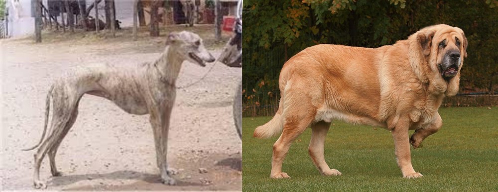Spanish Mastiff vs Rampur Greyhound - Breed Comparison