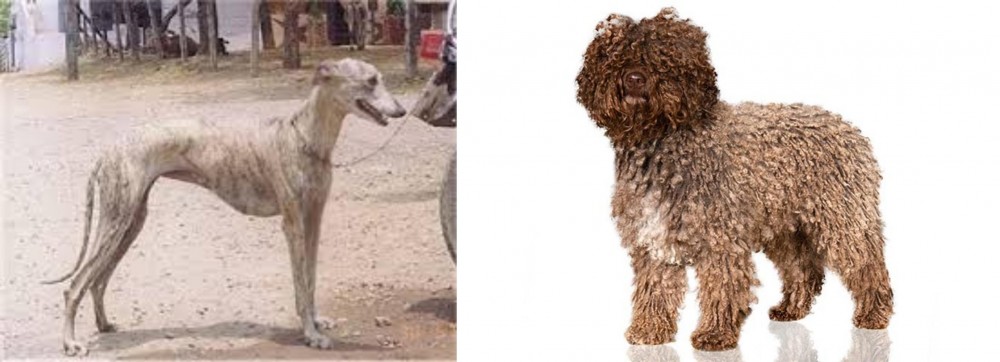Spanish Water Dog vs Rampur Greyhound - Breed Comparison