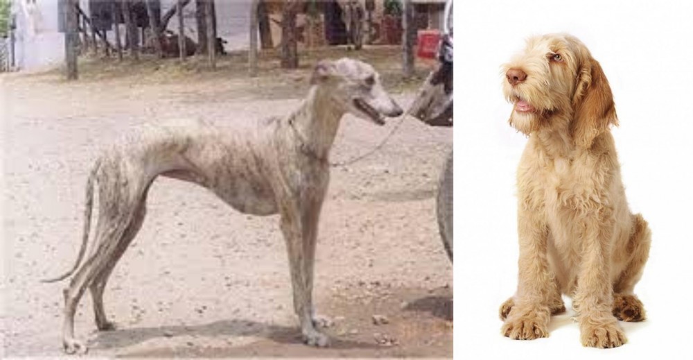 Spinone Italiano vs Rampur Greyhound - Breed Comparison