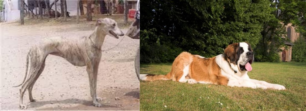 St. Bernard vs Rampur Greyhound - Breed Comparison