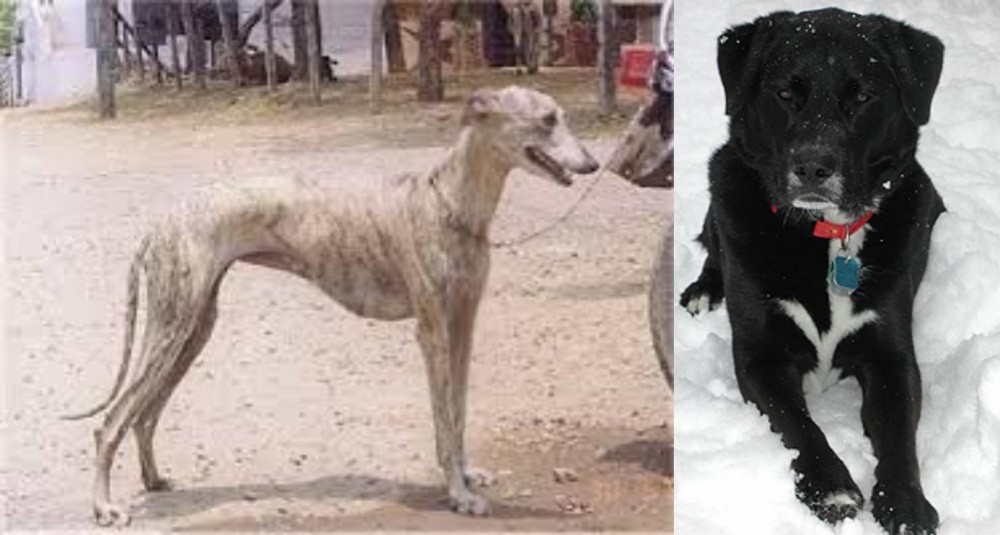 St. John's Water Dog vs Rampur Greyhound - Breed Comparison