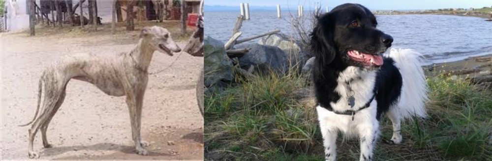 Stabyhoun vs Rampur Greyhound - Breed Comparison