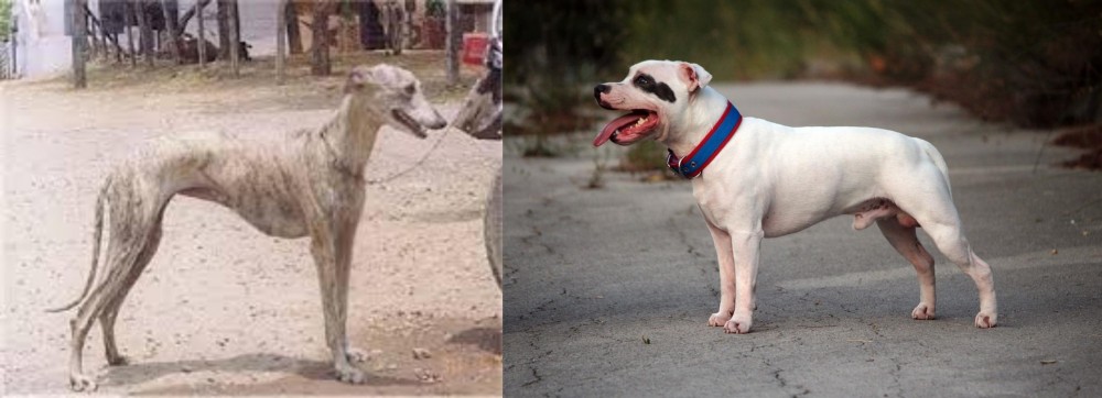 Staffordshire Bull Terrier vs Rampur Greyhound - Breed Comparison