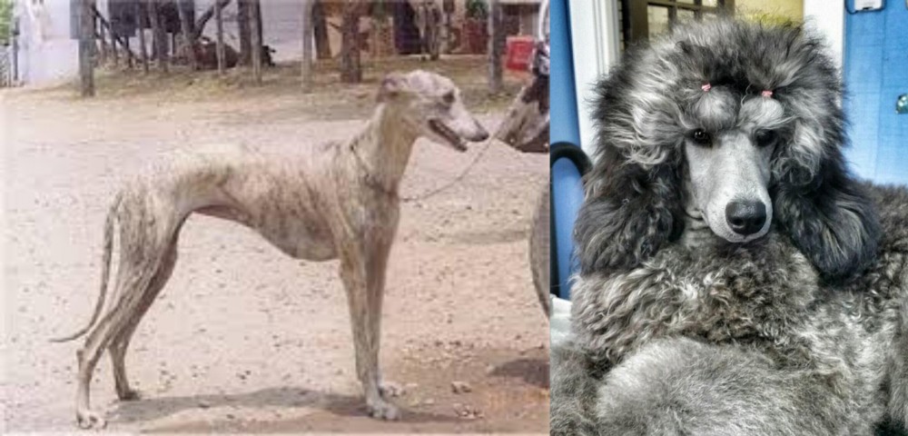 Standard Poodle vs Rampur Greyhound - Breed Comparison