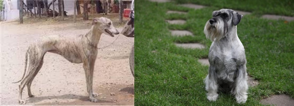 Standard Schnauzer vs Rampur Greyhound - Breed Comparison