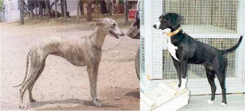 Stephens Stock vs Rampur Greyhound - Breed Comparison